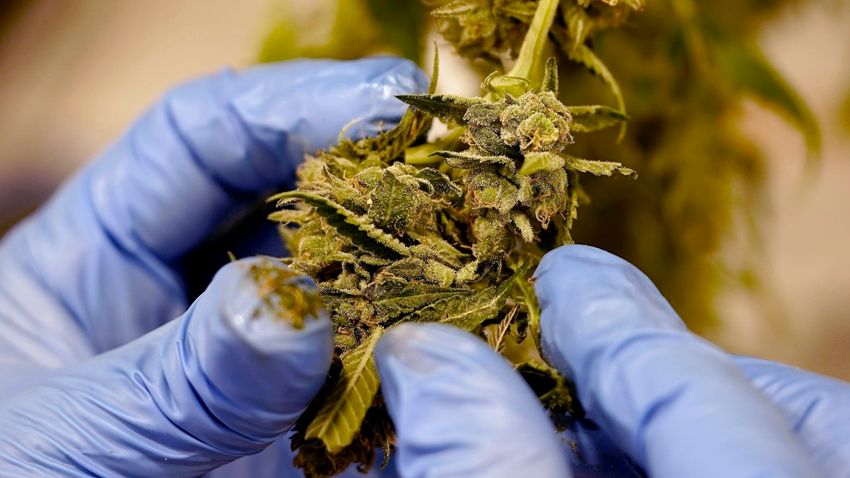  After crash that killed 6 teens, NTSB chief says people underestimate marijuana’s impact on drivers