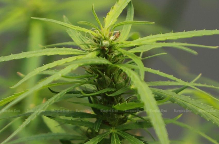  Philippines tries again to approve medical cannabis