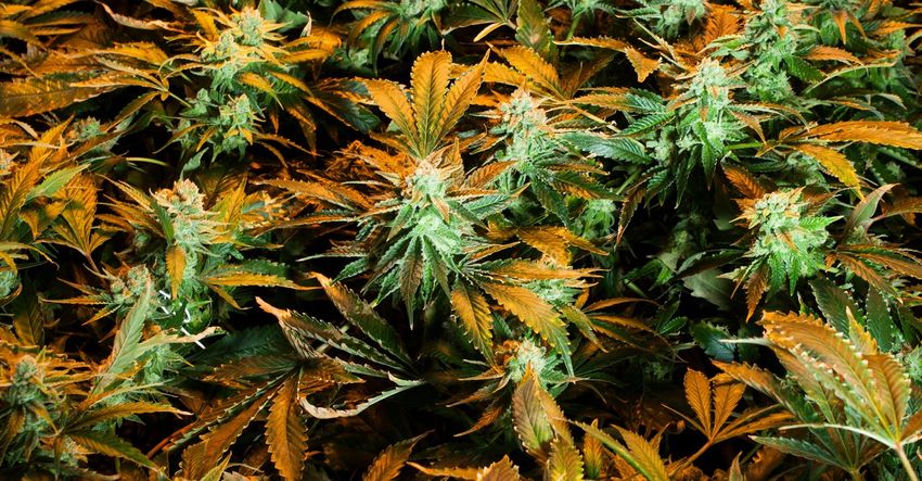 When Did Weed Get So Strong?