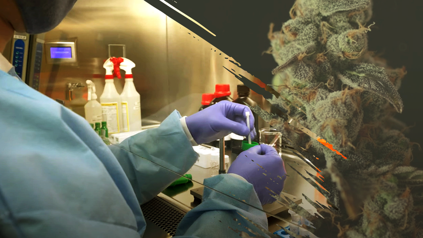  NIST Researchers to Test New Approach for Detecting Cannabis in Breath