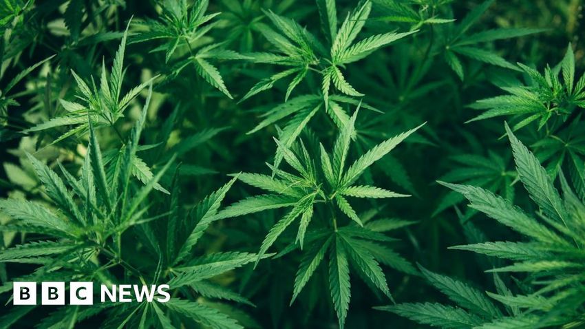Man arrested after £1.26m worth of cannabis seized in Tayside