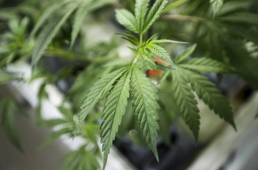  “Understanding the Different Types of Cannabis Products from Online Dispensaries”