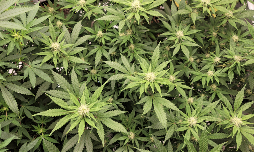 Marijuana Prohibition Hinders Ability To ‘Fully Understand’ Its Effects, Top Federal Health Agency Says In New Report