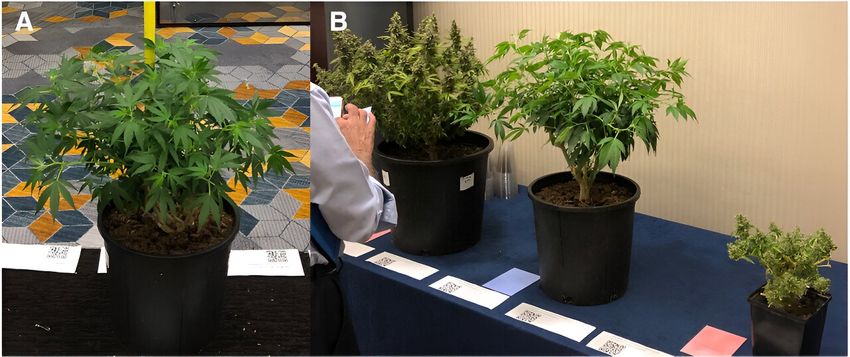 New hemp standards for research and industry