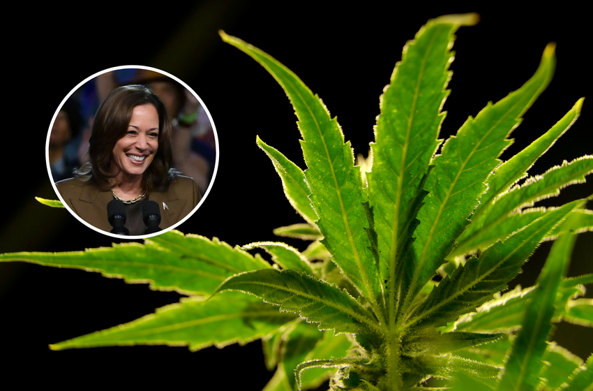 Kamala Harris’ Plan for Marijuana Backed by Young Republicans