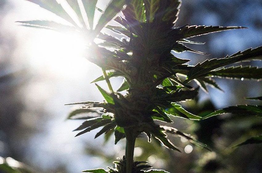 Alzheimer’s disease: Cannabis pill may help reduce agitation