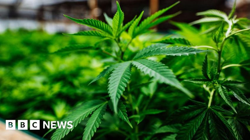  £900,000 cannabis haul seized on industrial estate