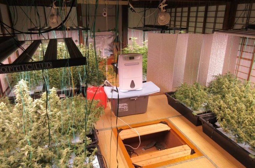 Japan tightens cannabis laws amid rising youth usage