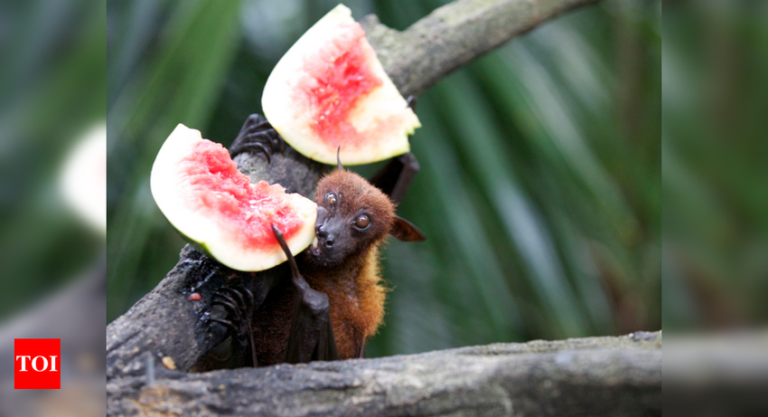 How bat poop turned deadly for two men growing marijuana