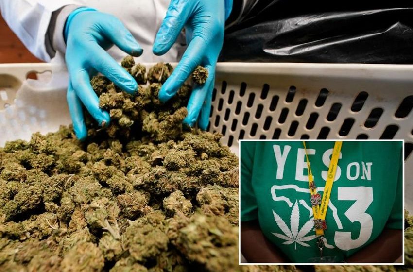  How the legalized pot industry could change under Trump