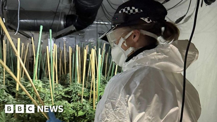 ‘Designer homes destroyed’ by £1m cannabis factory