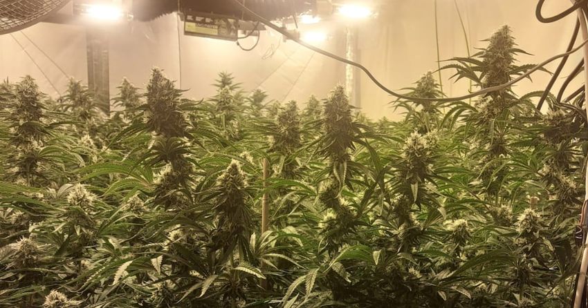 Gardaí seize cannabis plants with estimated value of €130,000 from Wexford grow house