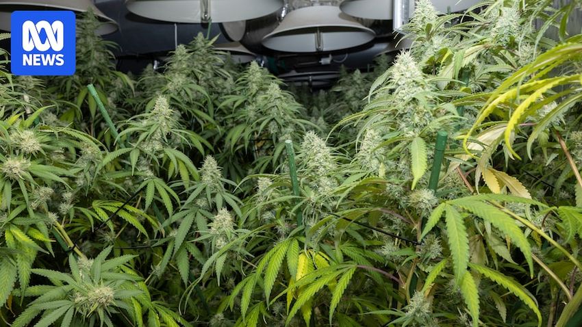 How do you spot a cannabis grow house in your neighbourhood?