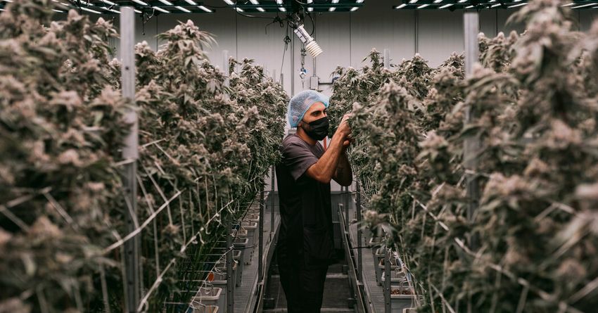 The Race for All-Powerful Pot…
