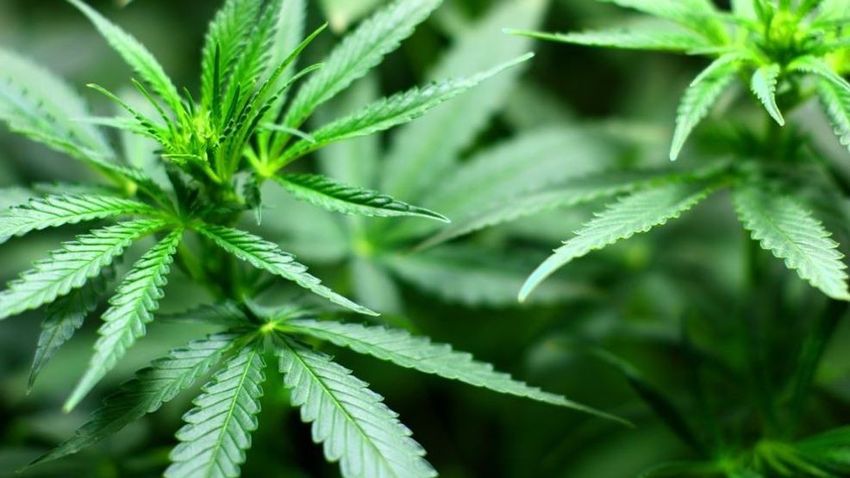 New California law allows cannabis cafes, sparking debate over public health and economy