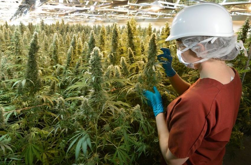 Opinion: The Conservatives should apply common sense to cannabis policy