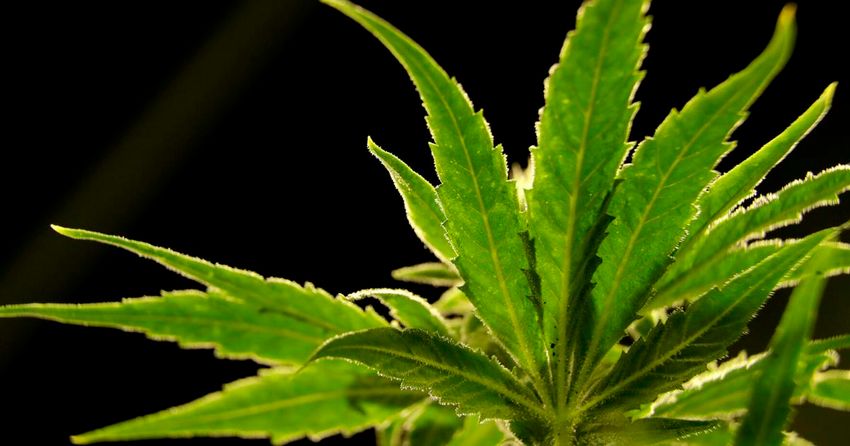 Virginia bill to create marijuana market passes first hurdle