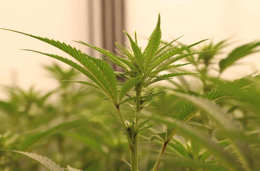  High Yields And Higher Returns: Inside The U.K. Cannabis Industry