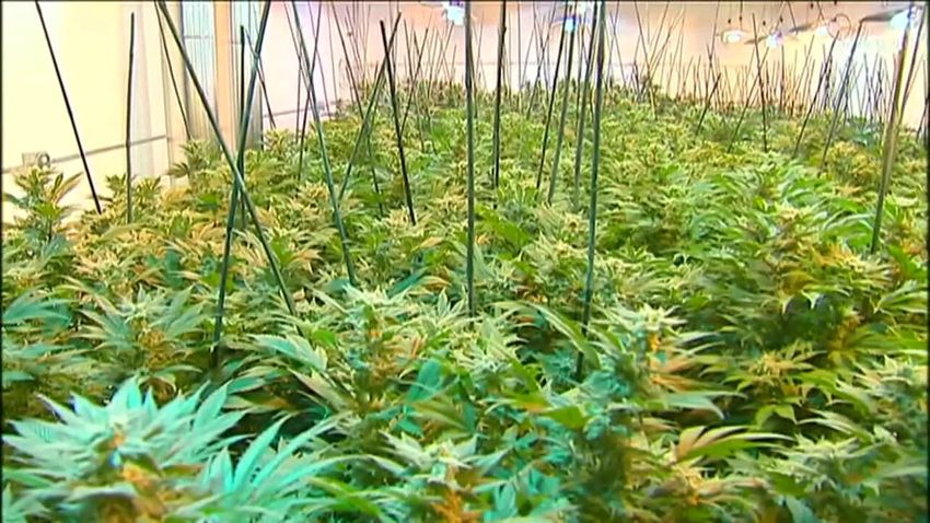 Smoking marijuana in Minneapolis parks could be banned, but likely not enforced