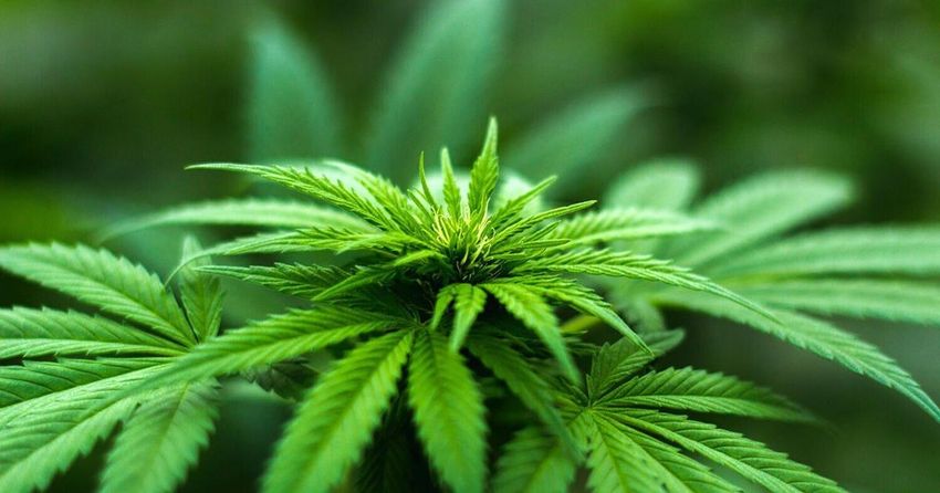  Wildwood cannabis manufacturer sued over unpaid bills