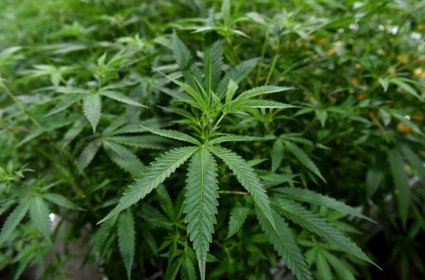  University Of Mississippi To Lead National Cannabis Resource Center