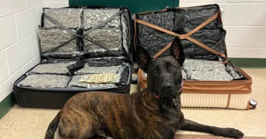 PHOTO — Sheriff: Oklahoma K-9 Sniffs Out Suitcases Full of ‘Black Market Marijuana’ During Traffic Stop
