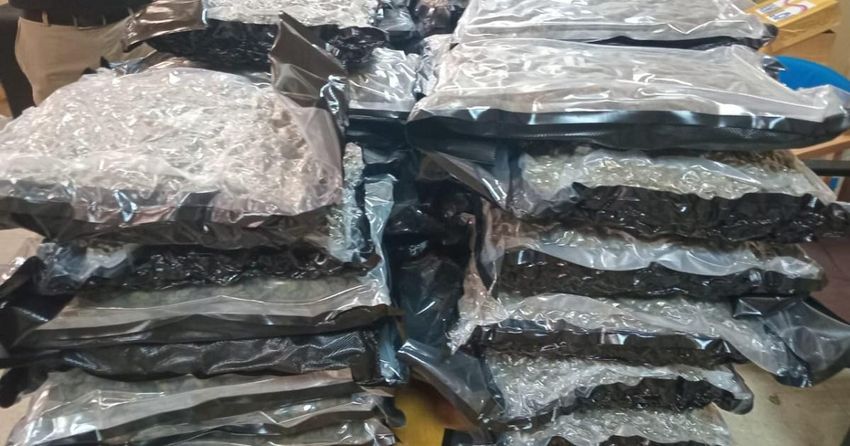  ‘I have no idea how that got there,’ says woman with 46kg of cannabis in her bags [Facepalm]