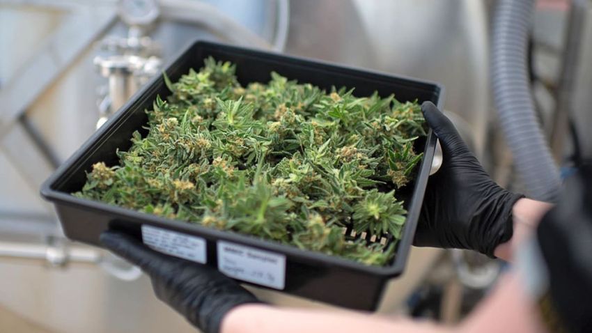 Up in Smoke: Why New Zealand’s medical cannabis industry is struggling to make ends meet