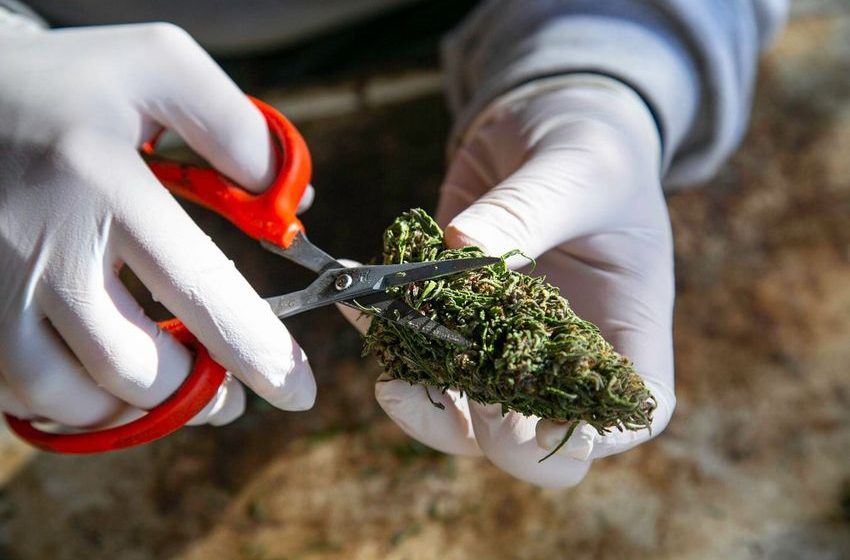  U.S. Cannabis Employment Declines Amid Strategic Staffing And Growing Sales, Report Finds