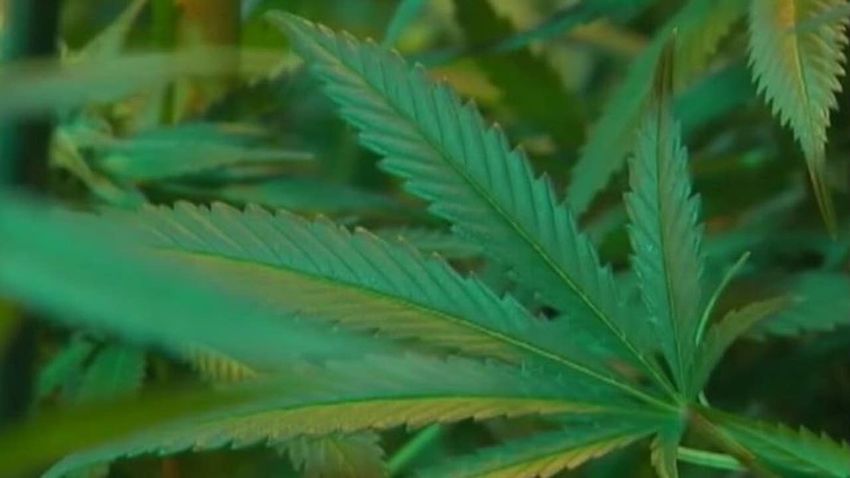 Pennsylvania House advances bill legalizing recreational marijuana