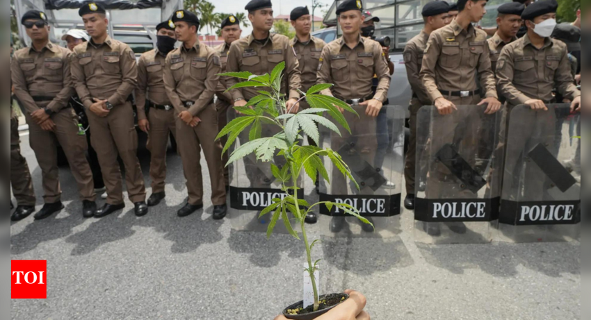 Thailand set to U-turn on recreational cannabis use