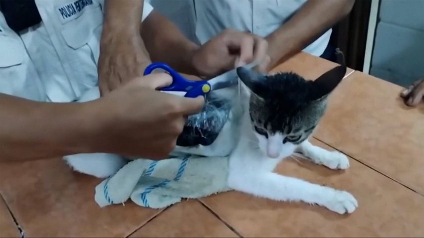 Cat caught smuggling drugs into prison in Costa Rica