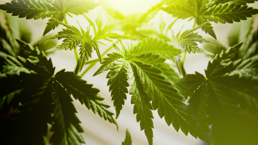 Scientific Review: Oral Fluid Testing “Not Ideal” for Determining Cannabis Exposure or Impairment