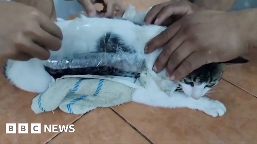 Watch: Cat caught smuggling drugs into Costa Rica prison