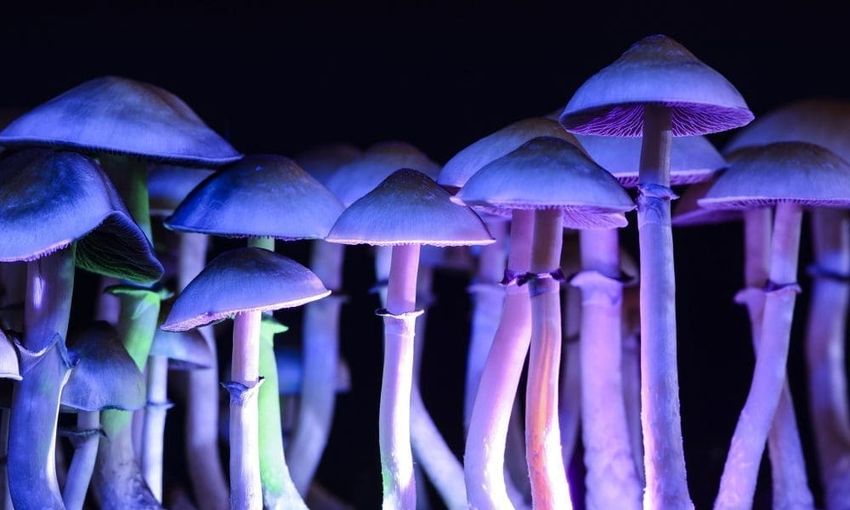 Far-Right Trump Ally Takes Aim At New Psychedelics-Focused Hire At Federal Health Agency