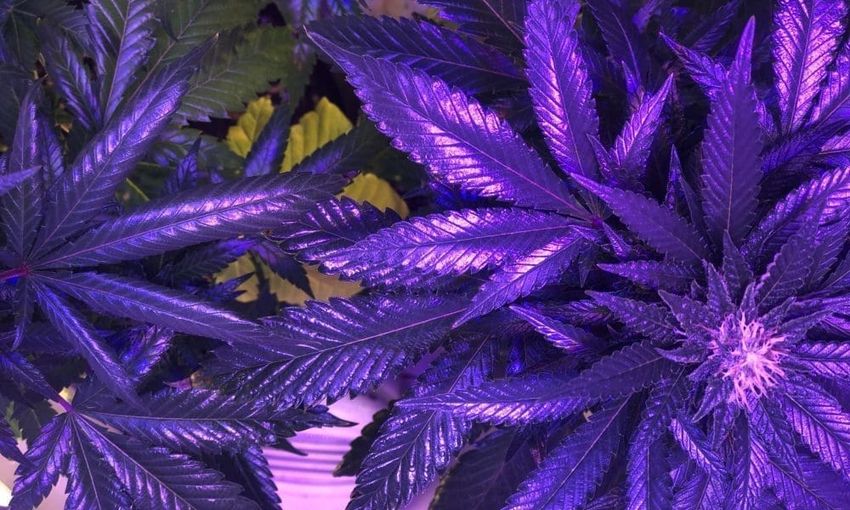 DEA links cannabis to mental health issues (Newsletter: May 30, 2025)