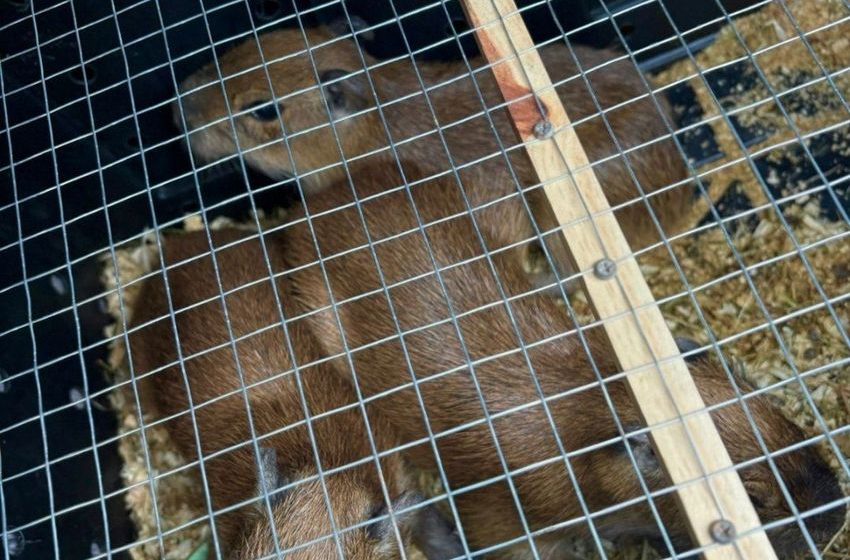Costa Rica Cops Make First-Ever Capybara Seizure