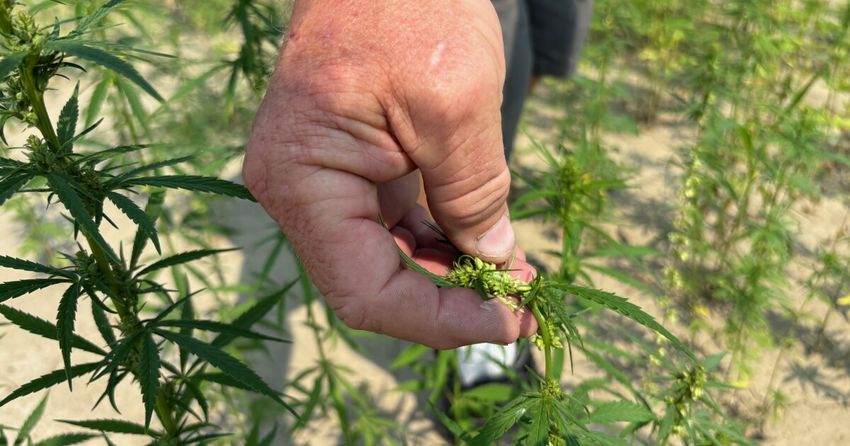 Missouri’s industrial hemp production is crashing while industry blooms nationally