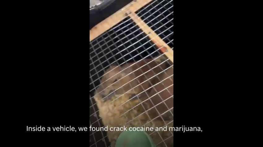  Costa Rica police seize crack cocaine, five capybaras, marijuana….wait. Go back one [Strange]