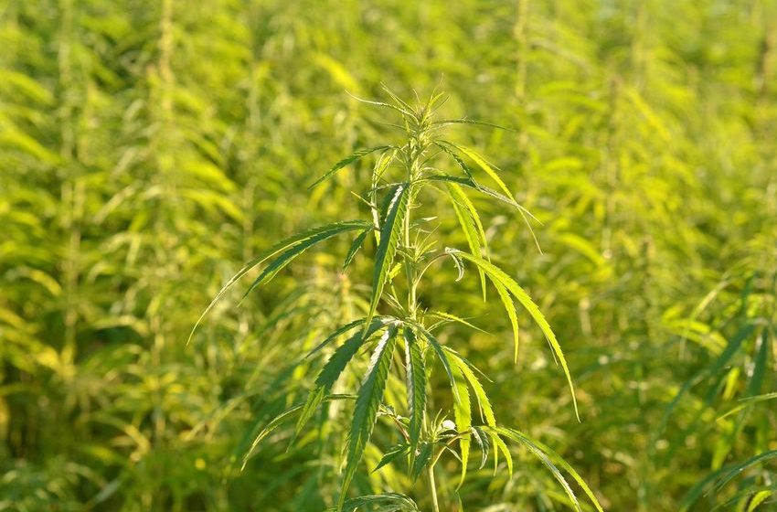  Ukraine Launches Largest Industrial Hemp Processing Plant