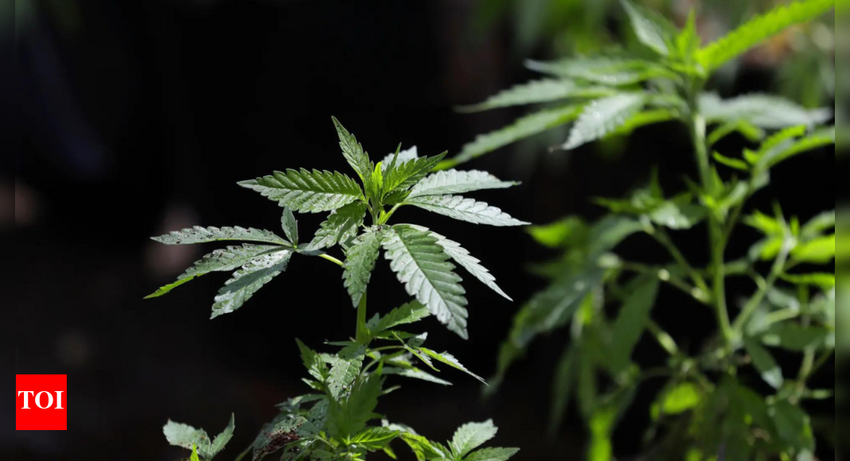 Sri Lanka foils synthetic cannabis smuggling attempts