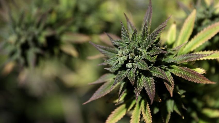 Forget common folklore about the safety of weed. Marijuana harms babies, research shows