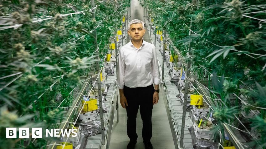  Mayor backs report’s call for cannabis law reform