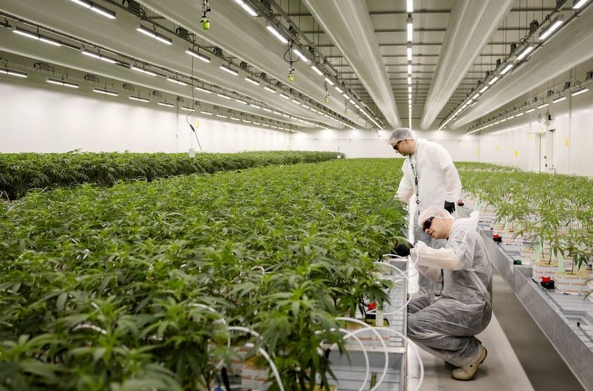 Marijuana Users Issued Warning by New Study
