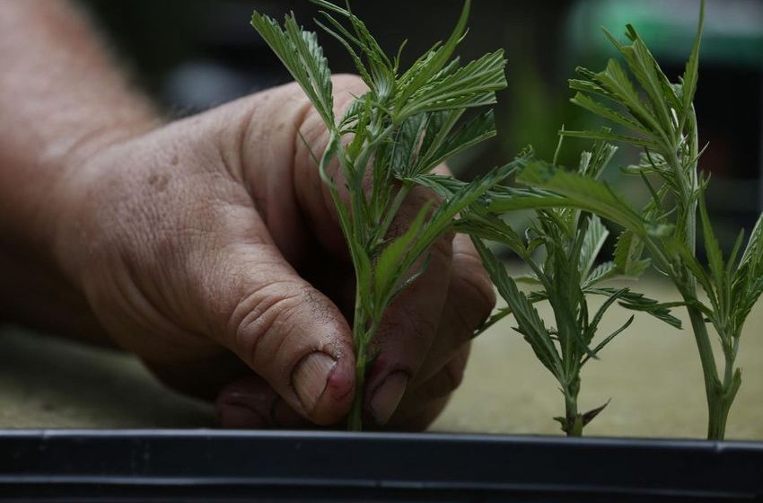 Map Shows One In Four Continental U.S. Tribes Work In Cannabis Or Hemp