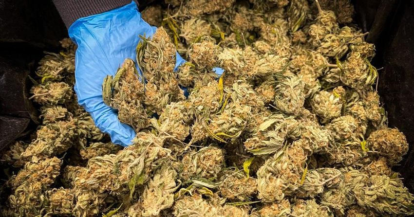 Co-owners of Missouri company at center of marijuana recall got green light for another license