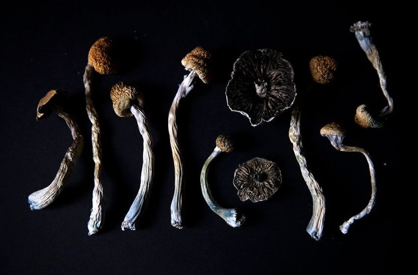 Washington cities are decriminalizing magic mushrooms — could a psychedelic ‘renaissance’ take hold statewide? | KUOW