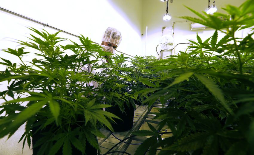  Texas Expanding Legal Cannabis Access Before Wider Ban