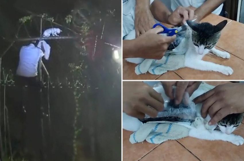 Drug smuggling cat carrying 230 grams of pot and 67 grams of crack caught sneaking into Costa Rican jail