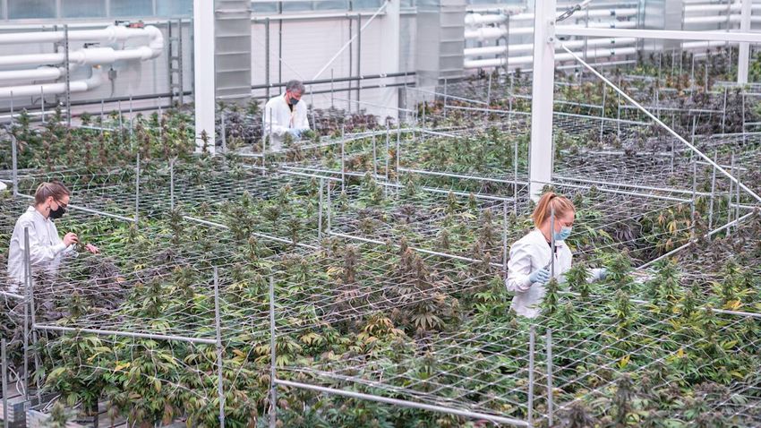 Higher Returns with Aurora Cannabis – Initiation Report